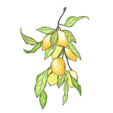 Vector Botanical Illustration. Illustration for greeting cards, invitations, and other printing projects.のイラスト素材