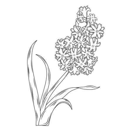 spring flowers hyacinth. hand drawing line art, sketch.のイラスト素材
