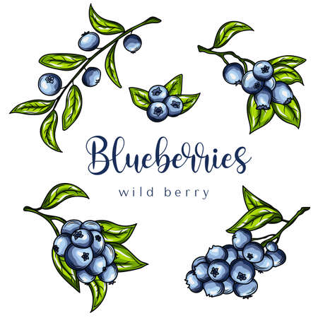 Blueberries. Hand drawn illustration. Vector illustration.のイラスト素材