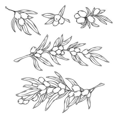 Sea buckthorn doodle vector stock illustration.のイラスト素材