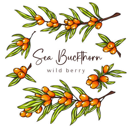 Sea buckthorn vector drawing. Isolated berry branch on white background. Summer fruit illustration. Detailed hand drawn vegetarian food. Great for label, poster, printのイラスト素材
