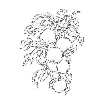 Apple branch hand drawing vintage vector illustration.のイラスト素材