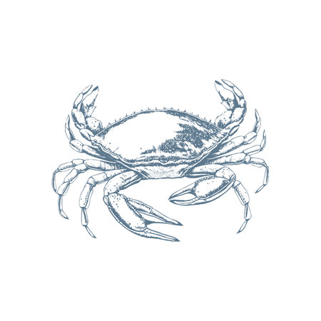 Vector vintage crab drawing. Hand drawn monochrome seafood illustration. Great for menu, poster or label.のイラスト素材