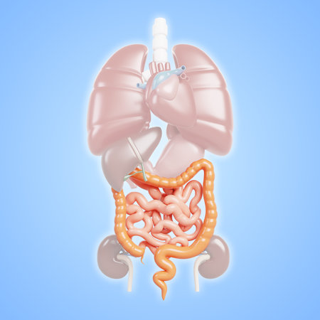3d anatomy human internal organs. Medical poster with heart, lungs, liver, kidneys, stomach, colon, small intestine blue background. Gastrointestinal tract, digestive system conceptの写真素材