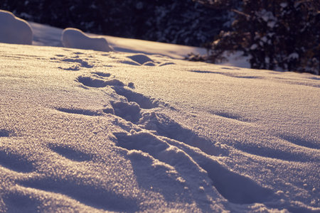 Snow path in the winter forest on a frosty day. Copy space.