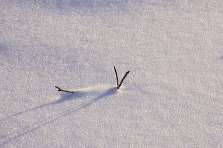 A wooden twig sticking out of the snow. Copy space.の写真素材