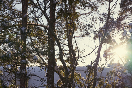 Trees in the winter forest under the white snow on a sunny day.