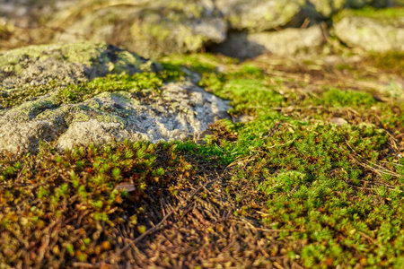 Moss on the slope of a rocky mountain under the melted snow as a natural background ..の写真素材