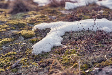 Moss on the slope of a rocky mountain under the melted snow as a natural background ..の写真素材