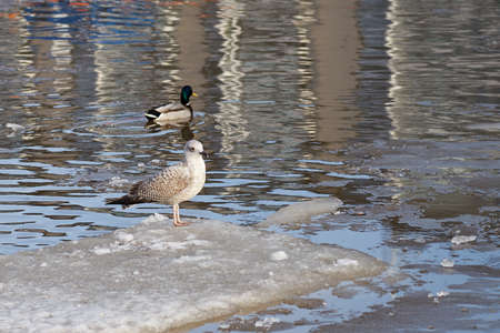Seagull on the ice in sunlight on the river in the spring.の写真素材