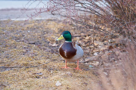 Duck in the bushes on spring grass with space for text.の写真素材