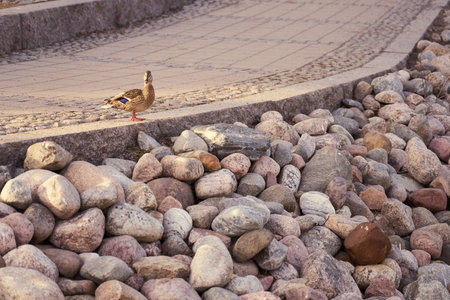 A duck on a sidewalk along a rocky embankment of river.の写真素材