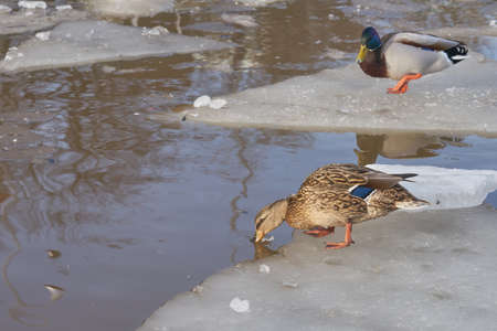 Ducks walk on the ice on the river in the spring.の写真素材