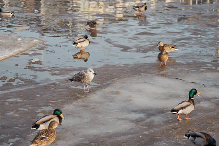 Ducks walk on the ice on the river in the spring.の写真素材