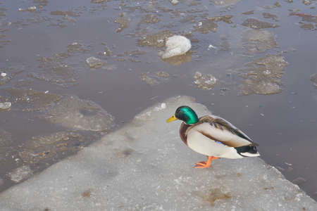 Duck on a frozen river in early spring.の写真素材