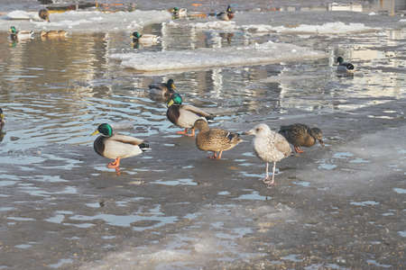 Seagulls and ducks walk on melted ice.の写真素材