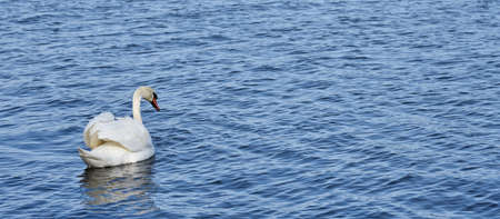 A beautiful white swan on blue water.の写真素材