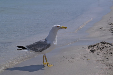 Albatross on the sandy shore of the sea.の写真素材