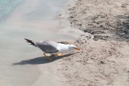 Albatross eats on a sandy tropical shore with pink sand and blue water.の写真素材