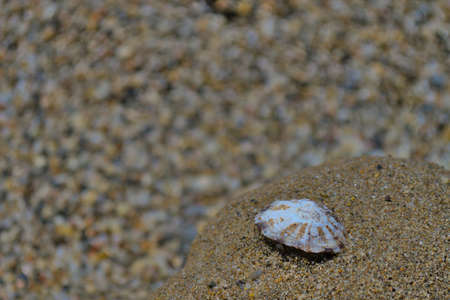 A small white shell on the sand with a blurred background.の写真素材