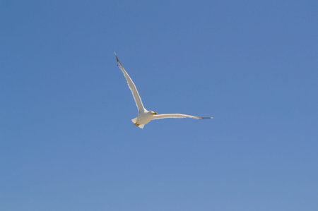 Flight of a gull close-up against the blue sky.