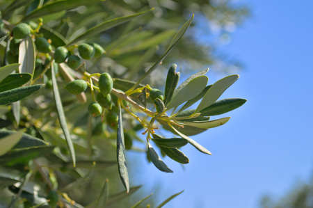 A branch of an olive tree close-up against a blue sky.の写真素材
