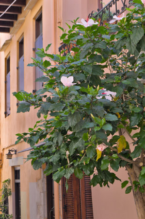 Blooming hibiscus tree on the street in Greece.