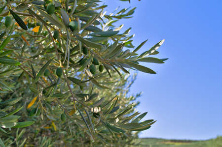 Olive tree with fruits against the blue sky.の写真素材