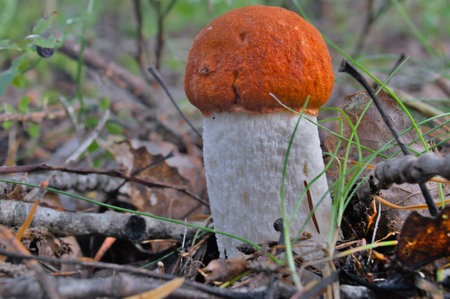 Forest edible mushroom in the grass on a blurred background.の写真素材
