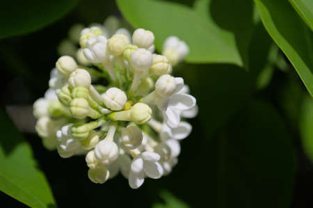 White young lilac flowers close-up, lilac buds.の写真素材