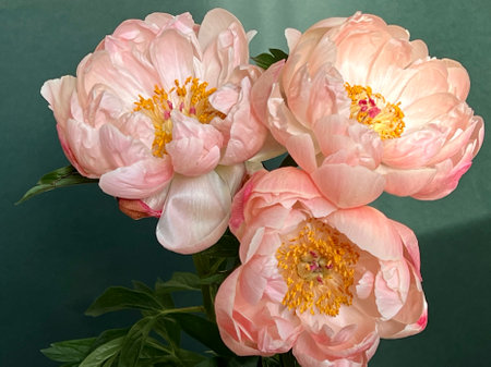 Lush peonies in a vase on a green background.の写真素材