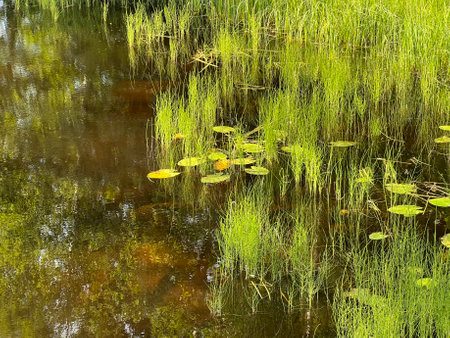 Green lilies and grass in the pondの写真素材