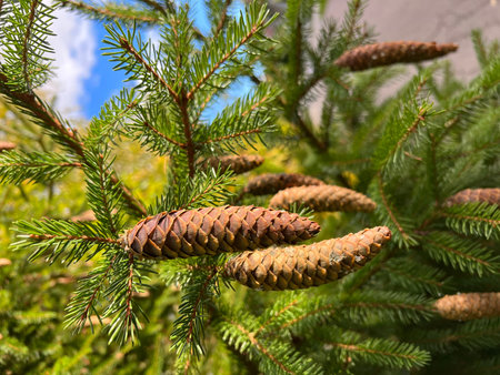 Long spruce cones on a blurred background.