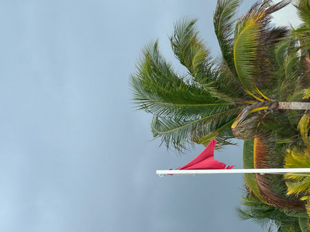 A red flag against the background of a palm tree, swimming is prohibited.