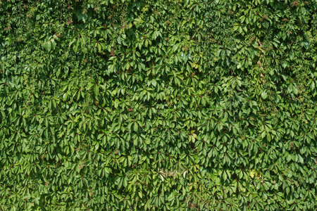 natural wall of green wild wine, green texture