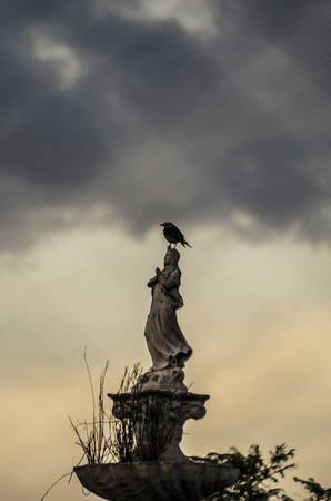 Bird on a statueの写真素材
