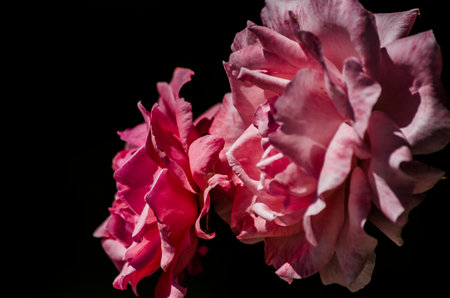 Pink Rosesの写真素材