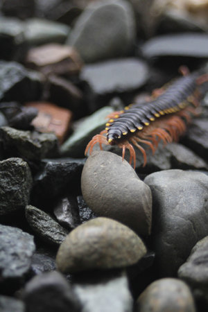  centipedes over rocksの写真素材