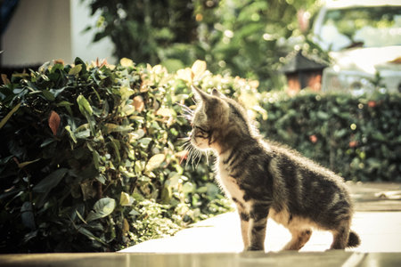   Cat walking in the gardenの写真素材