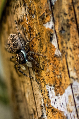  Brown spider on a log の写真素材
