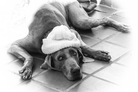 Dog with knitted hatの写真素材