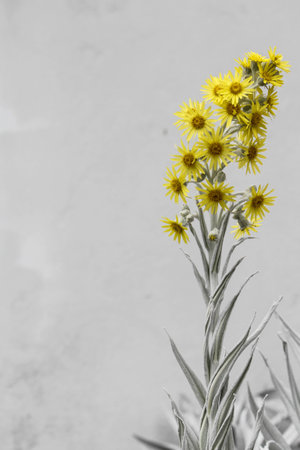 Small Yellow daisies の写真素材