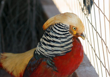 The beautiful bird golden pheasant - chrysolophus pictus