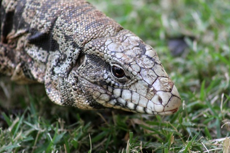 Detail of a big lizard in the natural sceneの写真素材