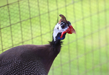 Close-up portrait of a helmeted guineafowl (Numida meleagris)の写真素材