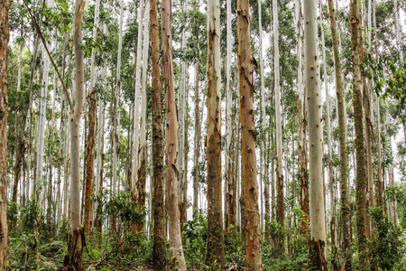 Detail of trees in the Brazilian forestの写真素材