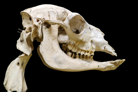 Sao Paulo, Brazil March 18, 2017: Detail of an unidentified animal skull from the collection of Veterinary Anatomy Museum of Sao Paulo University in Brazil.のeditorial素材