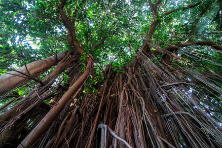 The green inside a Brazilian forest with big trees