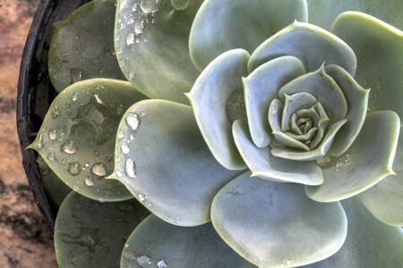 Succulents in macro detail. Indoor gardening. Sempervivum top view.の写真素材