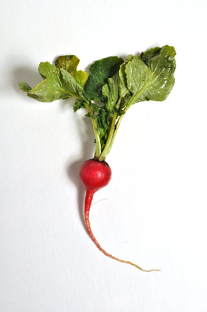 A single radish sits on a plain background.の写真素材